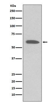 Phospho-Akt AKT1 Rabbit Monoclonal Antibody