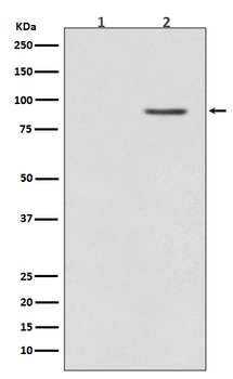 Phospho-B Raf Rabbit Monoclonal Antibody