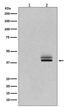 Phospho-Erk1 + Erk2 MAPK3 Rabbit Monoclonal Antibody