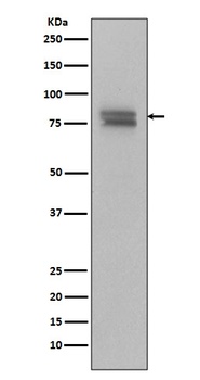 Phospho-v-Myb + c-Myb Rabbit Monoclonal Antibody