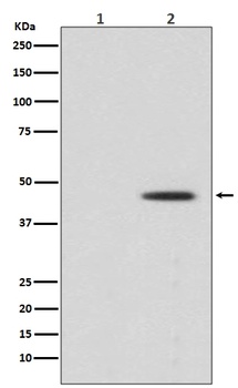 Phospho-MEK1 MAP2K1/MEK1 Rabbit Monoclonal Antibody