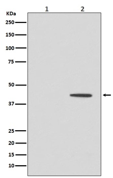 Phospho-MEK1 MAP2K1/MEK1 Rabbit Monoclonal Antibody