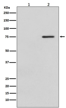 Phospho-Raf1 Rabbit Monoclonal Antibody