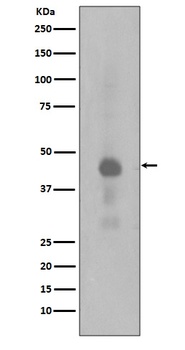 Phospho-Creb CREB1 Rabbit Monoclonal Antibody