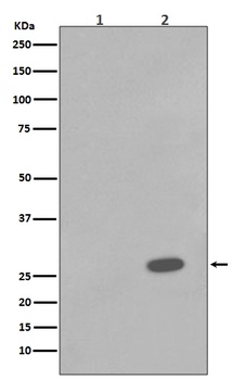 Phospho-Hsp27 HSPB1 Rabbit Monoclonal Antibody