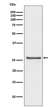 Phospho-Hsp27 HSPB1 Rabbit Monoclonal Antibody