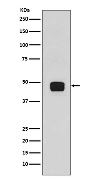 Phospho-GSK3 beta/GSK3 Rabbit Monoclonal Antibody