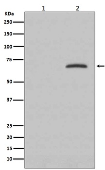Phospho-Paxillin PXN Rabbit Monoclonal Antibody