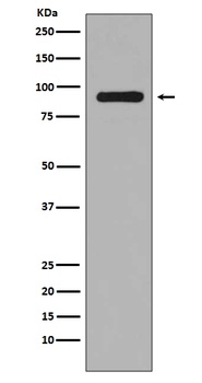 Phospho-RSK1 RPS6KA1/RSK1 Rabbit Monoclonal Antibody