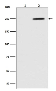 Phospho-GCN2 EIF2AK4/GCN2 Rabbit Monoclonal Antibody