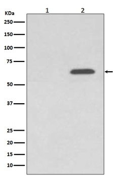 Phospho-AMPK alpha 2 PRKAA2/AMPK Rabbit Monoclonal Antibody