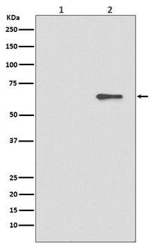 Phospho-AMPK alpha 2 PRKAA2/AMPK Rabbit Monoclonal Antibody