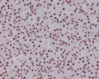 Phospho-Smad5 Rabbit Monoclonal Antibody