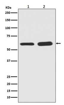 Phospho-Smad5 Rabbit Monoclonal Antibody