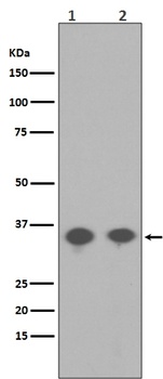 Phospho-PP2A alpha PPP2CA/PP2A Rabbit Monoclonal Antibody