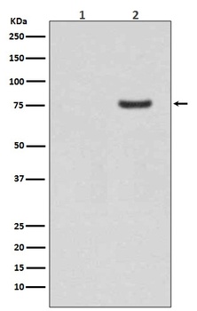 Phospho-Synapsin I Rabbit Monoclonal Antibody