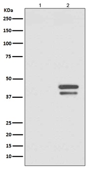 Phospho-JunD Rabbit Monoclonal Antibody