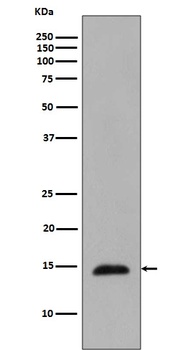 Phospho-Histone H2B HIST1H2BC Rabbit Monoclonal Antibody