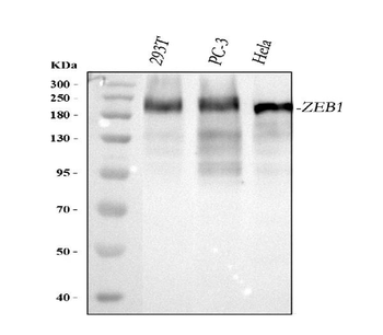AREB6/ZEB1 Rabbit Polyclonal Antibody