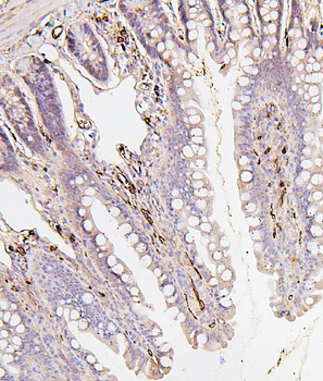 BAK/BAK1 Mouse Monoclonal Antibody