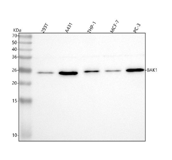 BAK/BAK1 Mouse Monoclonal Antibody