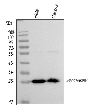 Hsp27/HSPB1 Mouse Monoclonal Antibody