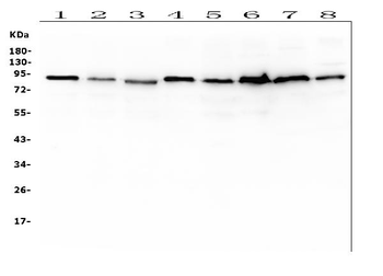 SAE2/UBA2 Mouse Monoclonal Antibody