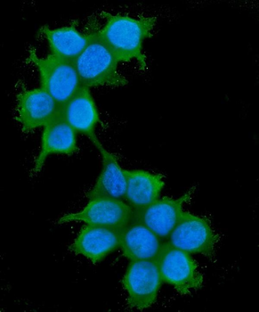 IRS1 Mouse Monoclonal Antibody