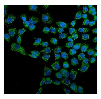 Hsp60/HSPD1 Mouse Monoclonal Antibody