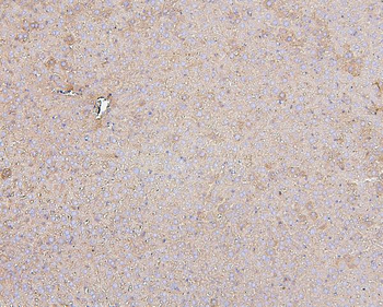 Hsp60/HSPD1 Mouse Monoclonal Antibody