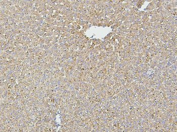 Hsp60/HSPD1 Mouse Monoclonal Antibody