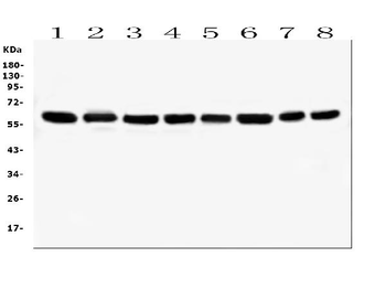 Hsp60/HSPD1 Mouse Monoclonal Antibody