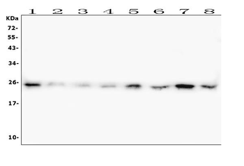 HMGB1 Mouse Monoclonal Antibody