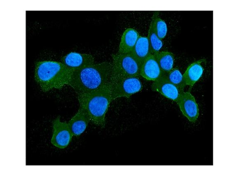 Hsp105/HSPH1 Mouse Monoclonal Antibody