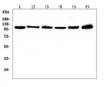 Hsp105/HSPH1 Mouse Monoclonal Antibody