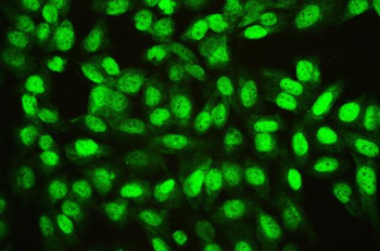 Ran Mouse Monoclonal Antibody
