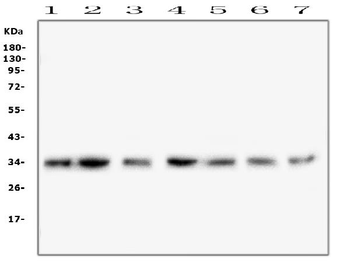 COPE Mouse Monoclonal Antibody