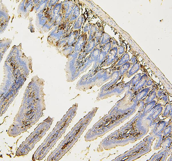 COPE Mouse Monoclonal Antibody