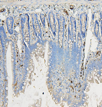 COPE Mouse Monoclonal Antibody