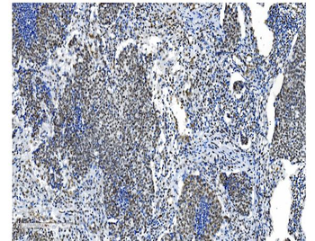 NRF1 Mouse Monoclonal Antibody