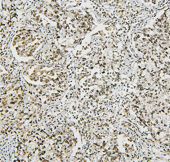 NRF1 Mouse Monoclonal Antibody