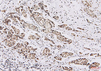 NRF1 Mouse Monoclonal Antibody