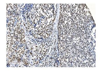 NRF1 Mouse Monoclonal Antibody