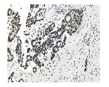 NRF1 Mouse Monoclonal Antibody