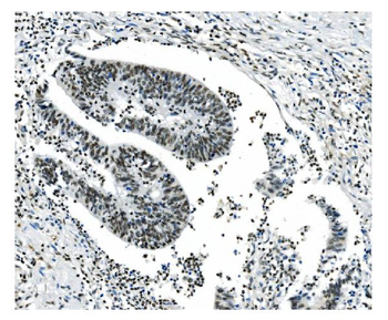 NRF1 Mouse Monoclonal Antibody