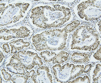 NRF1 Mouse Monoclonal Antibody