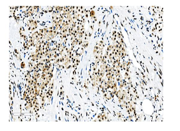 NRF1 Mouse Monoclonal Antibody