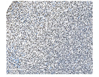 NRF1 Mouse Monoclonal Antibody