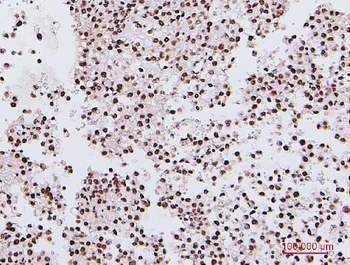 NRF1 Mouse Monoclonal Antibody