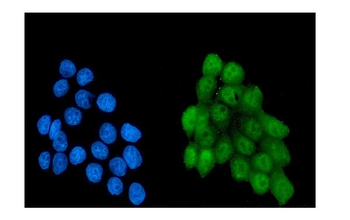 NRF1 Mouse Monoclonal Antibody